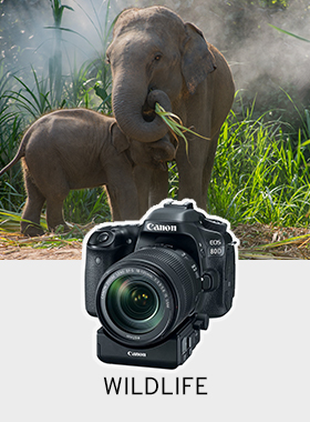 Wildlife Interest Category